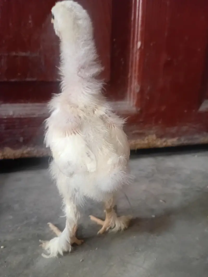 GOLDEN BUFF WHITE BUFF CHICKS GOOD AND HEALTHY — photo 2
