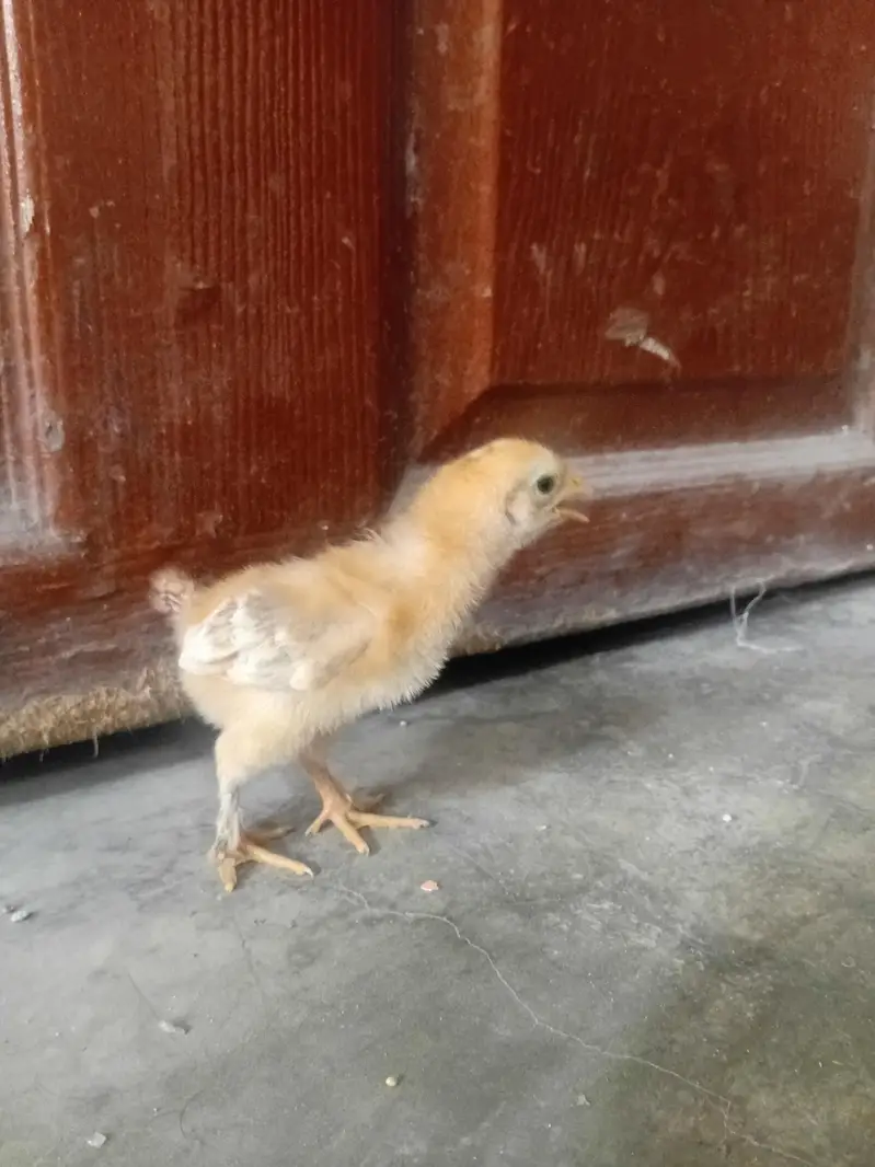 GOLDEN BUFF WHITE BUFF CHICKS GOOD AND HEALTHY — photo 3