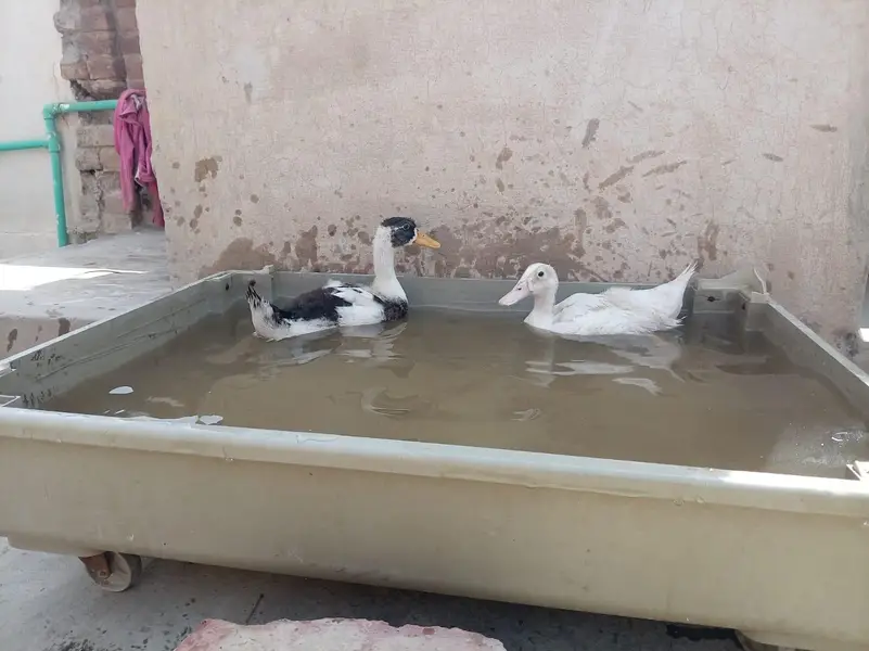 WhatsApp number 03034844672 — photo 2