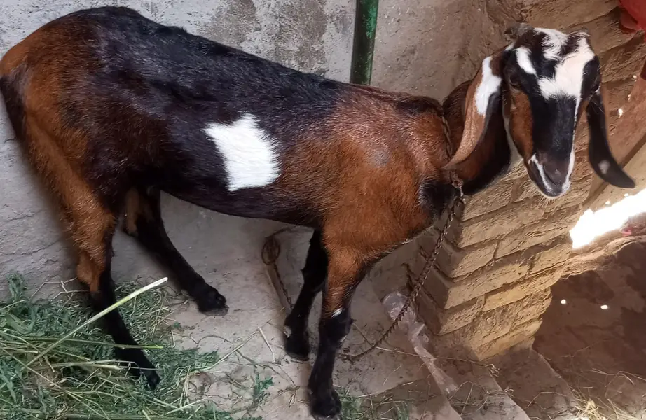 Nagri desi path hai pehla sowa Sona hai — photo 3