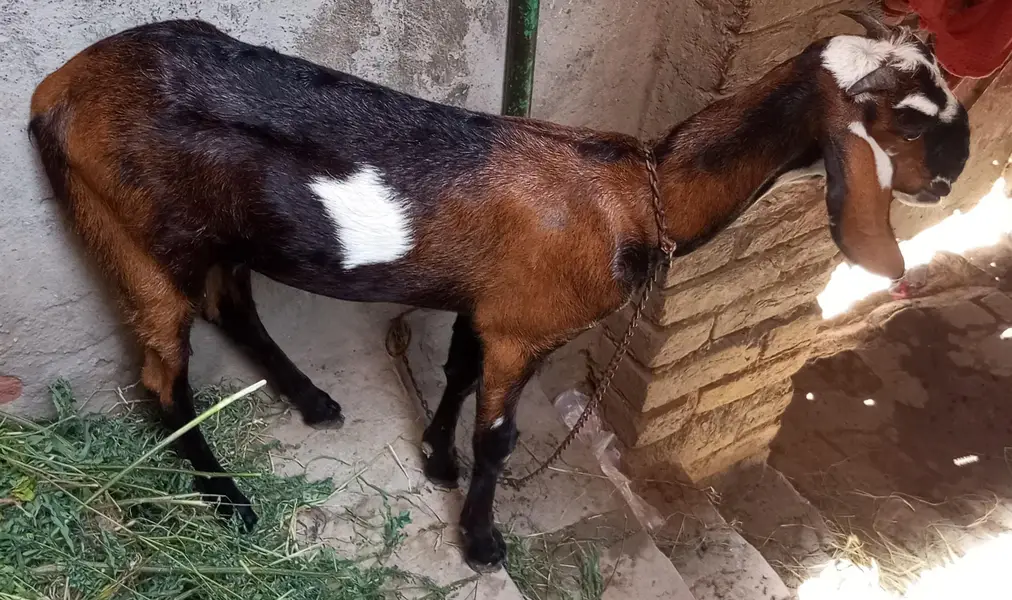 Nagri desi path hai pehla sowa Sona hai — photo 4