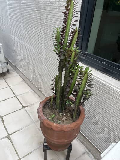 Fresh and beautiful plants