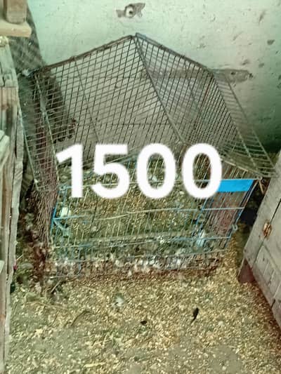 cages for sale