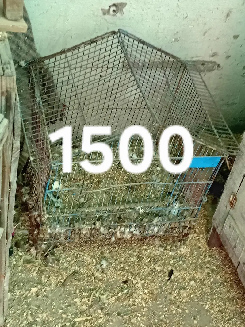 cages for sale