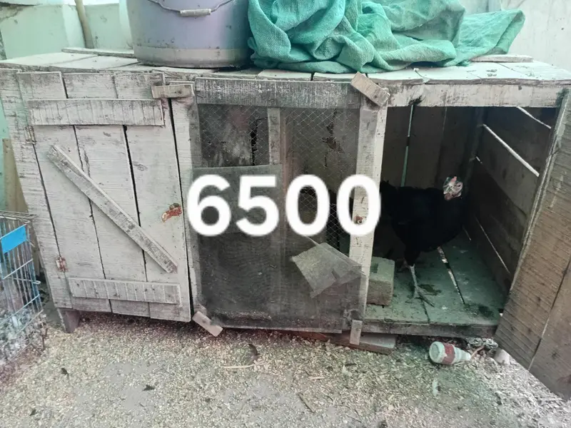 cages for sale — photo 2