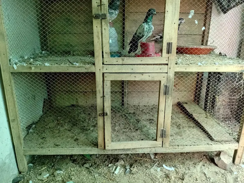 cages for sale — photo 6
