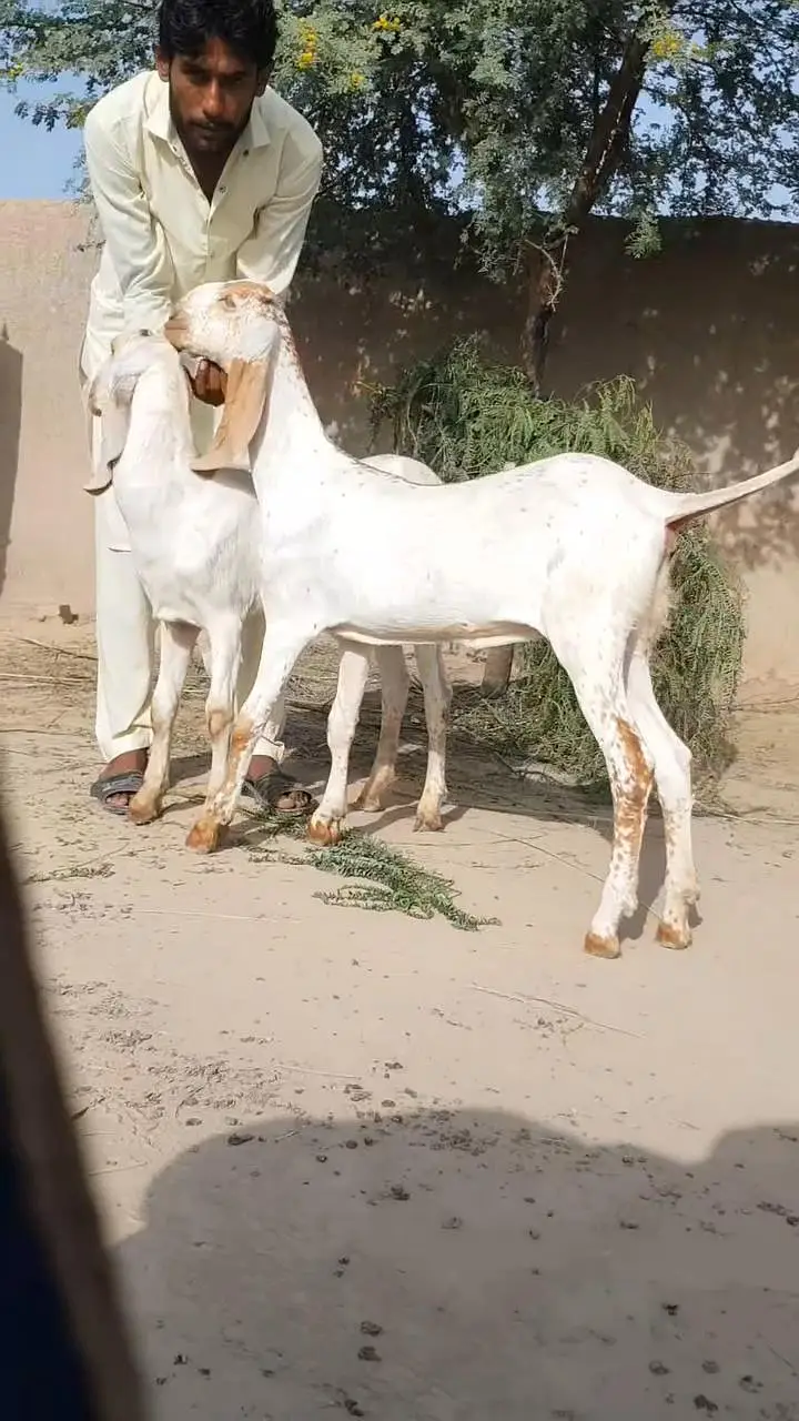 Beautiful 7 Month Old Goat Pair for Sale  03203194073