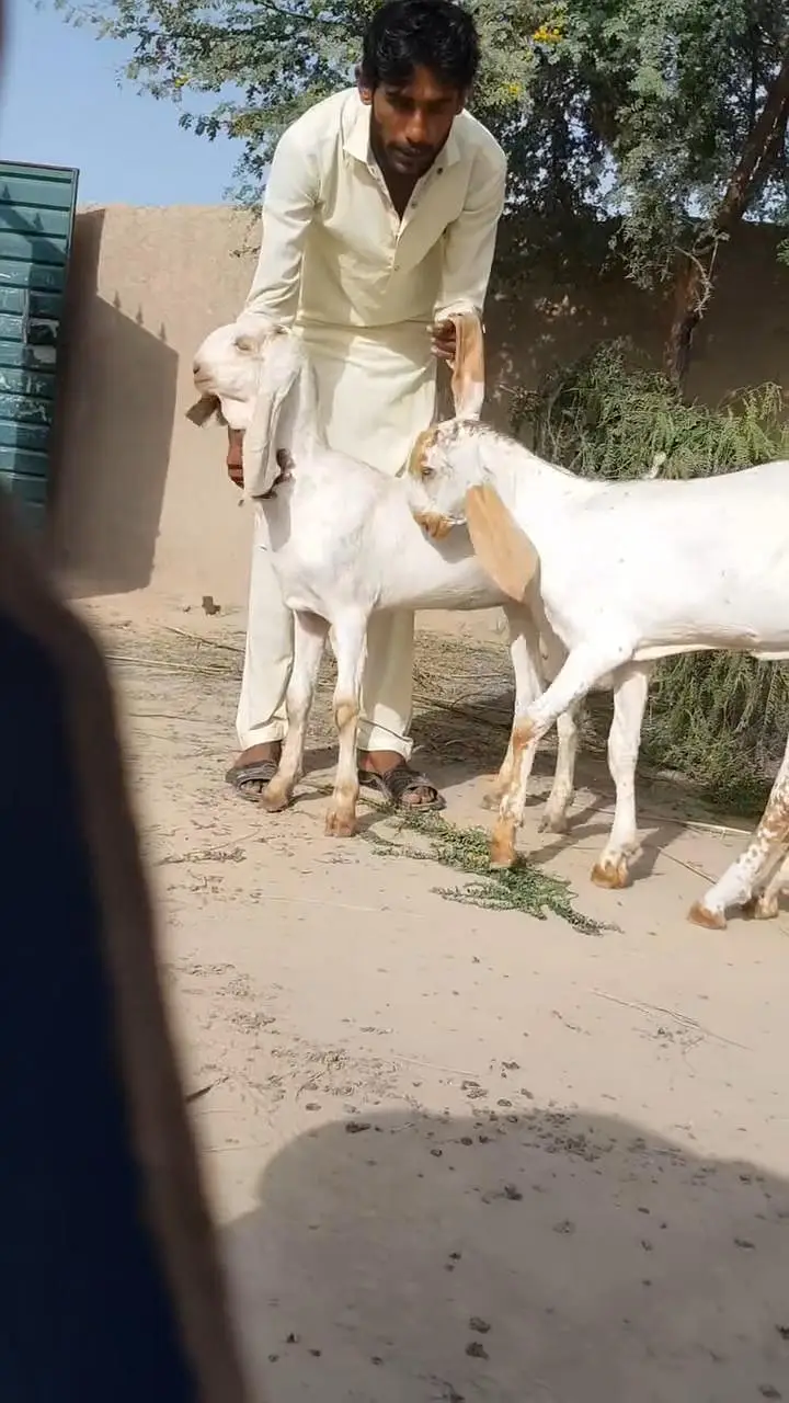 Beautiful 7 Month Old Goat Pair for Sale  03203194073 — photo 2