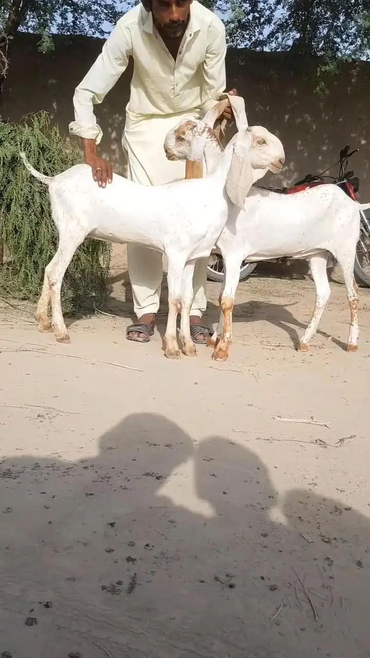 Beautiful 7 Month Old Goat Pair for Sale  03203194073 — photo 3