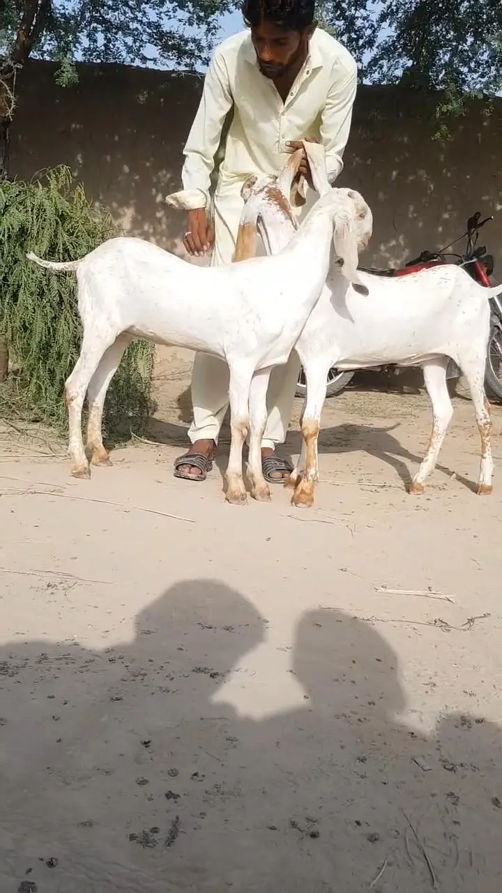 Beautiful 7 Month Old Goat Pair for Sale  03203194073 — photo 4