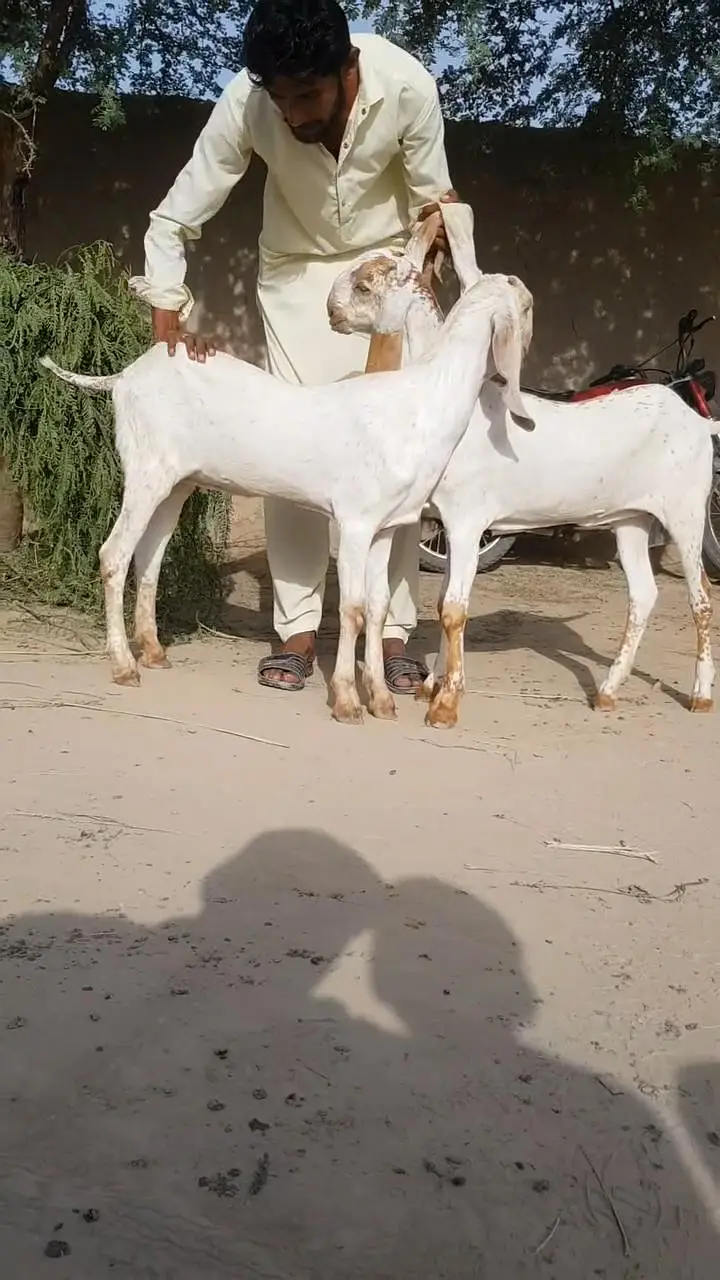Beautiful 7 Month Old Goat Pair for Sale  03203194073 — photo 5
