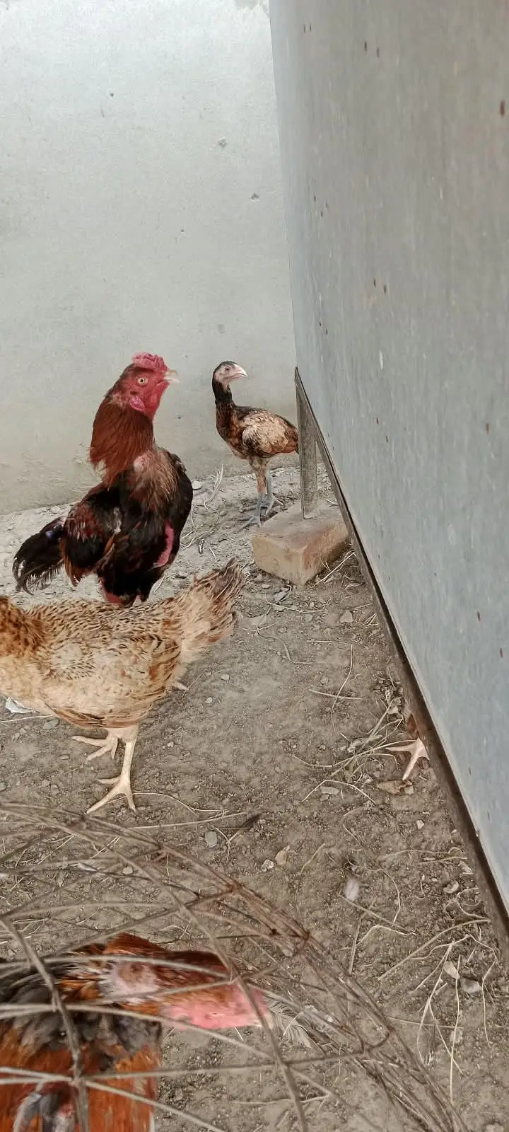 Aseel pair mianwali 4 bacho k Sath — photo 3