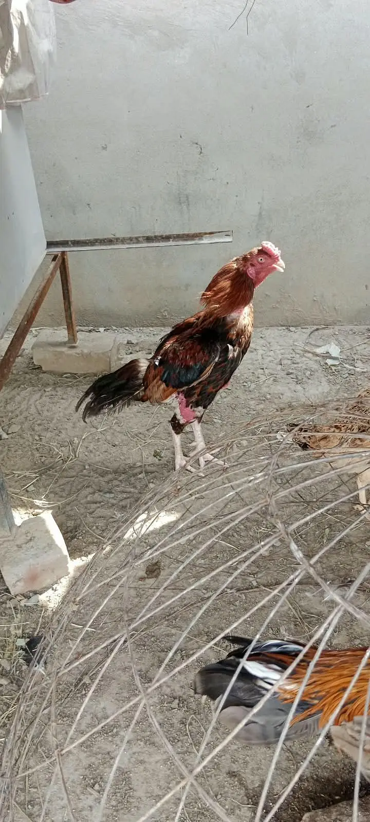 Aseel pair mianwali 4 bacho k Sath — photo 4