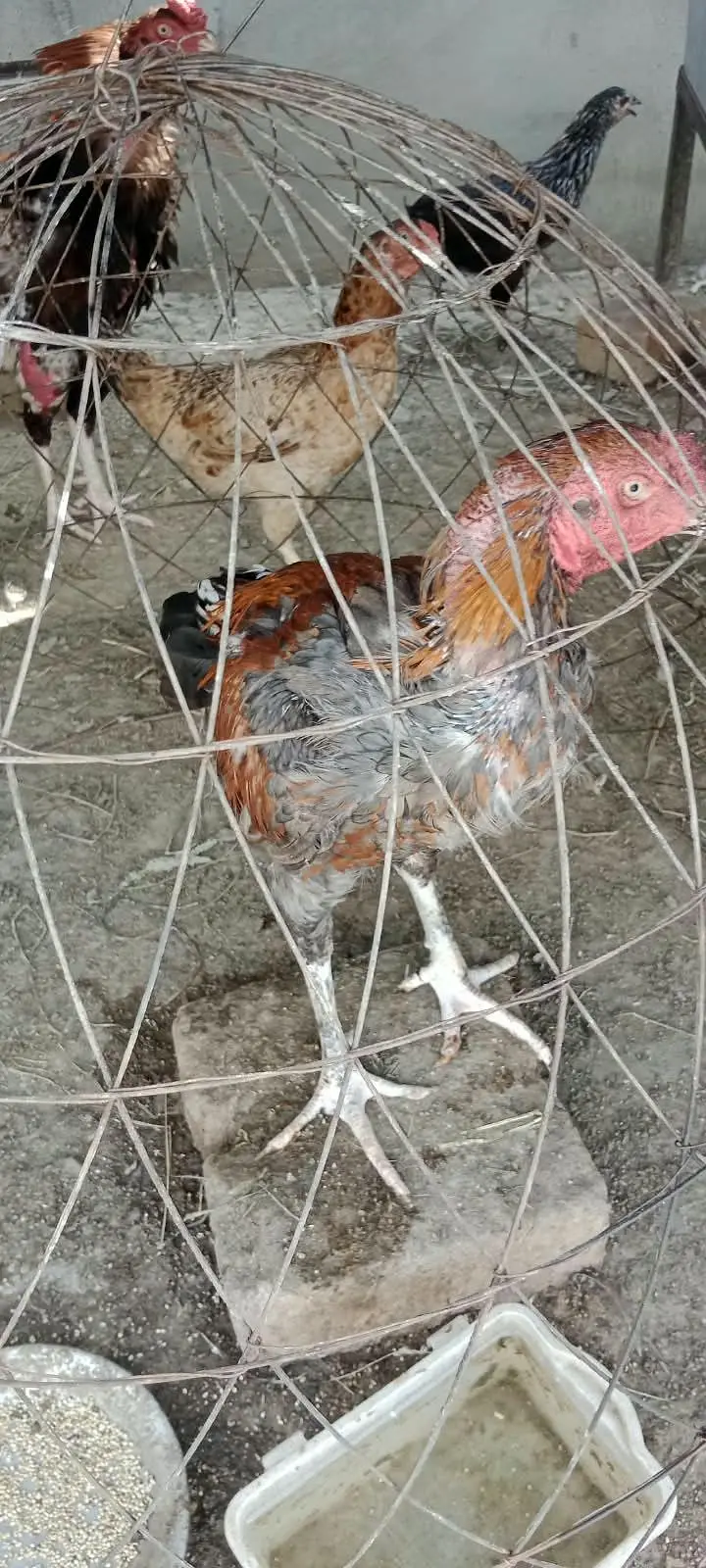 Aseel pair mianwali 4 bacho k Sath — photo 5