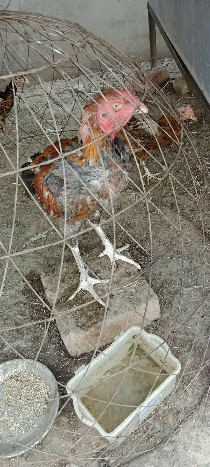Aseel pair mianwali 4 bacho k Sath — photo 6