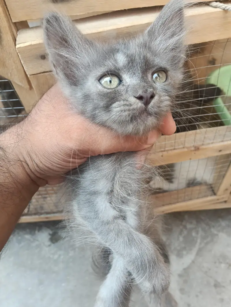pershian kitten