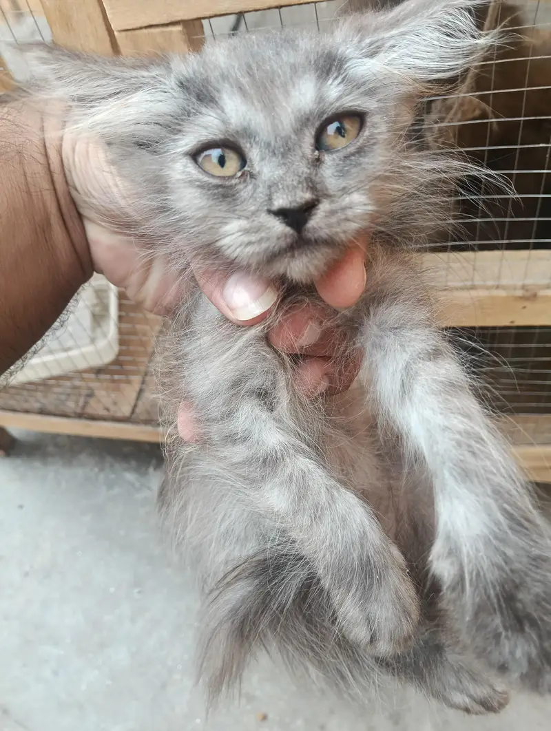 pershian kitten — photo 2