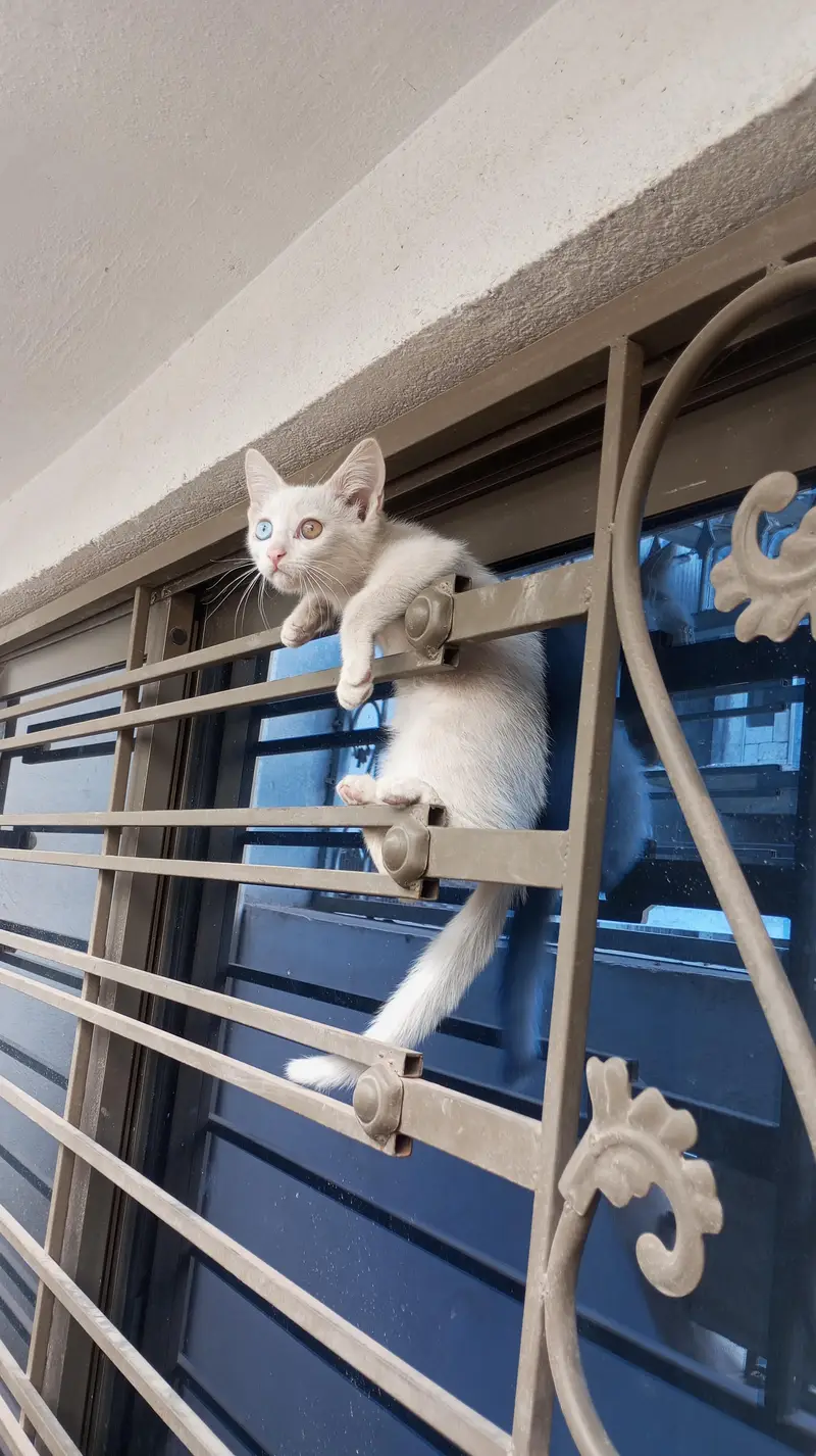 Cat Turkish angorra