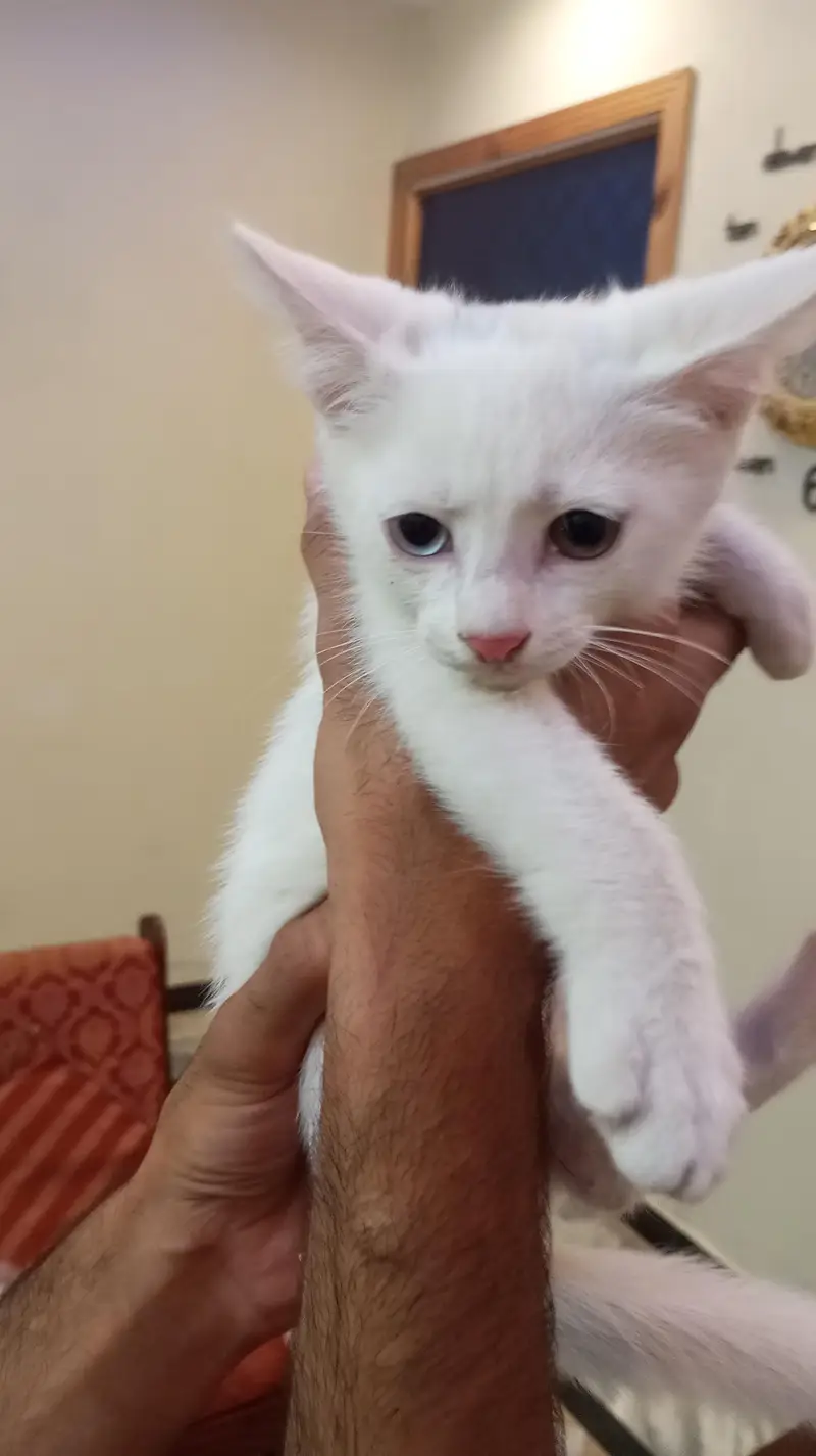 Cat Turkish angorra — photo 2