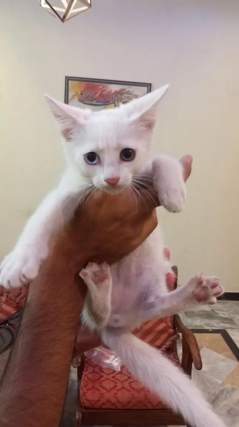 Cat Turkish angorra — photo 3