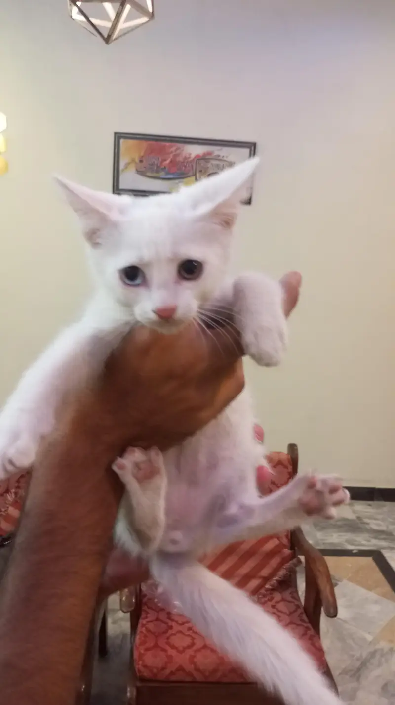 Cat Turkish angorra — photo 4