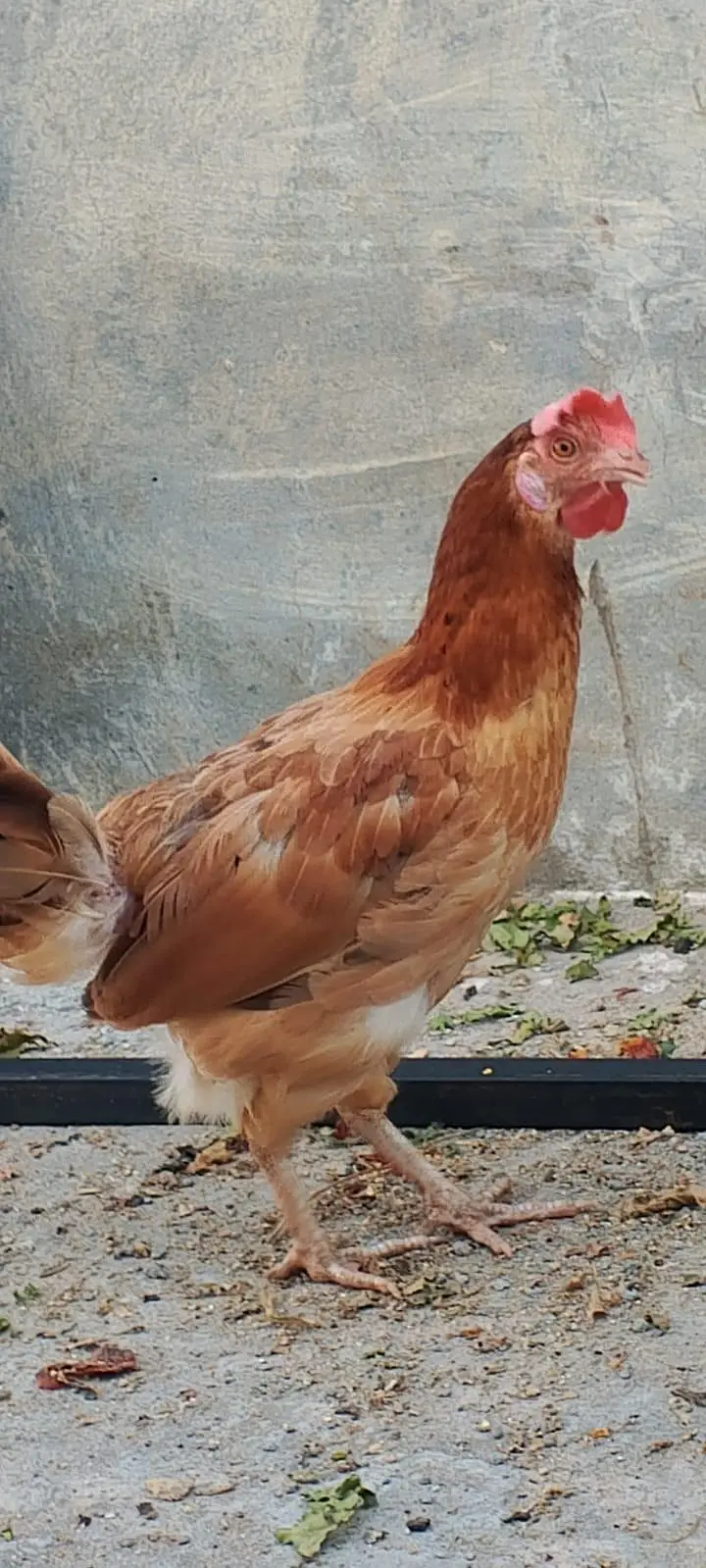 5 hens for Sale
