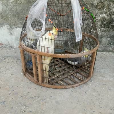 cockatile for sale 3 peise