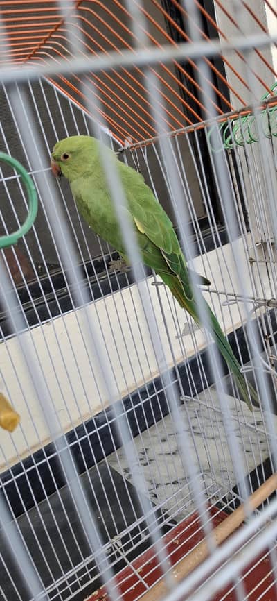 Parrot for sale with cage