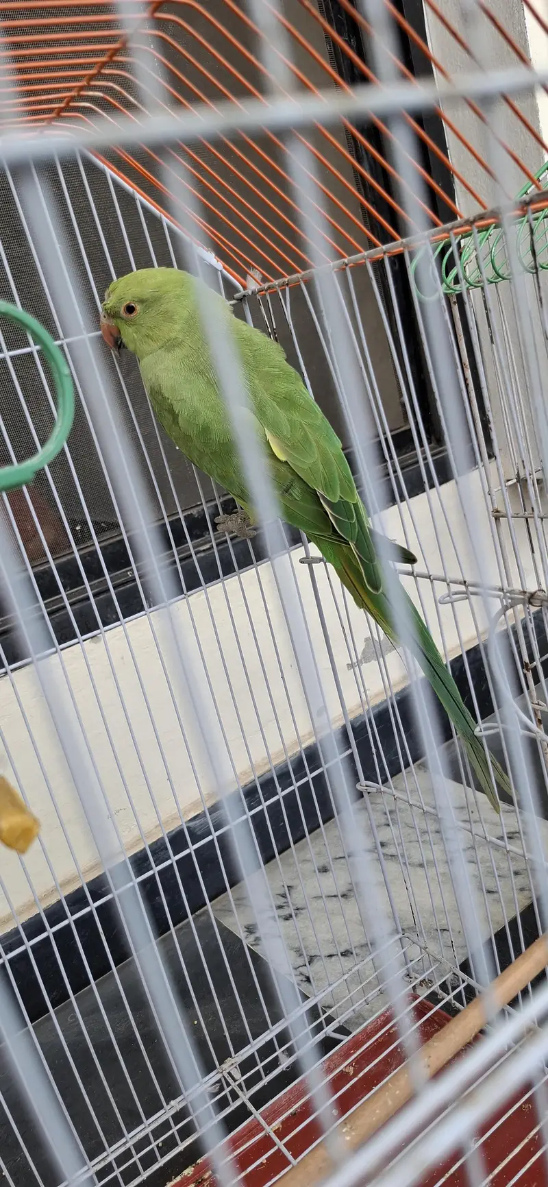 Parrot for sale with cage