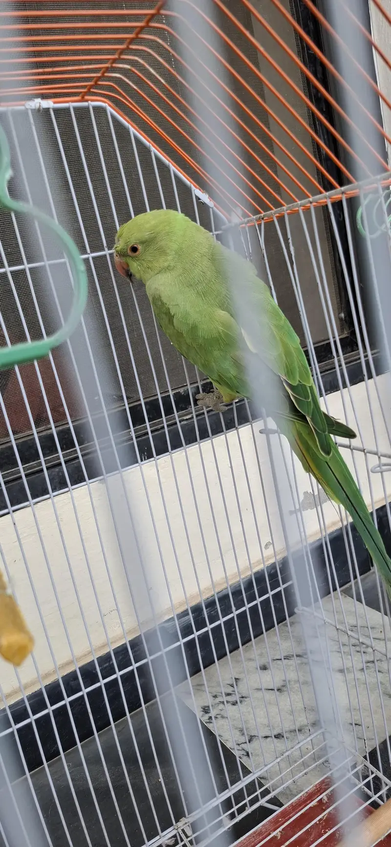 Parrot for sale with cage — photo 2
