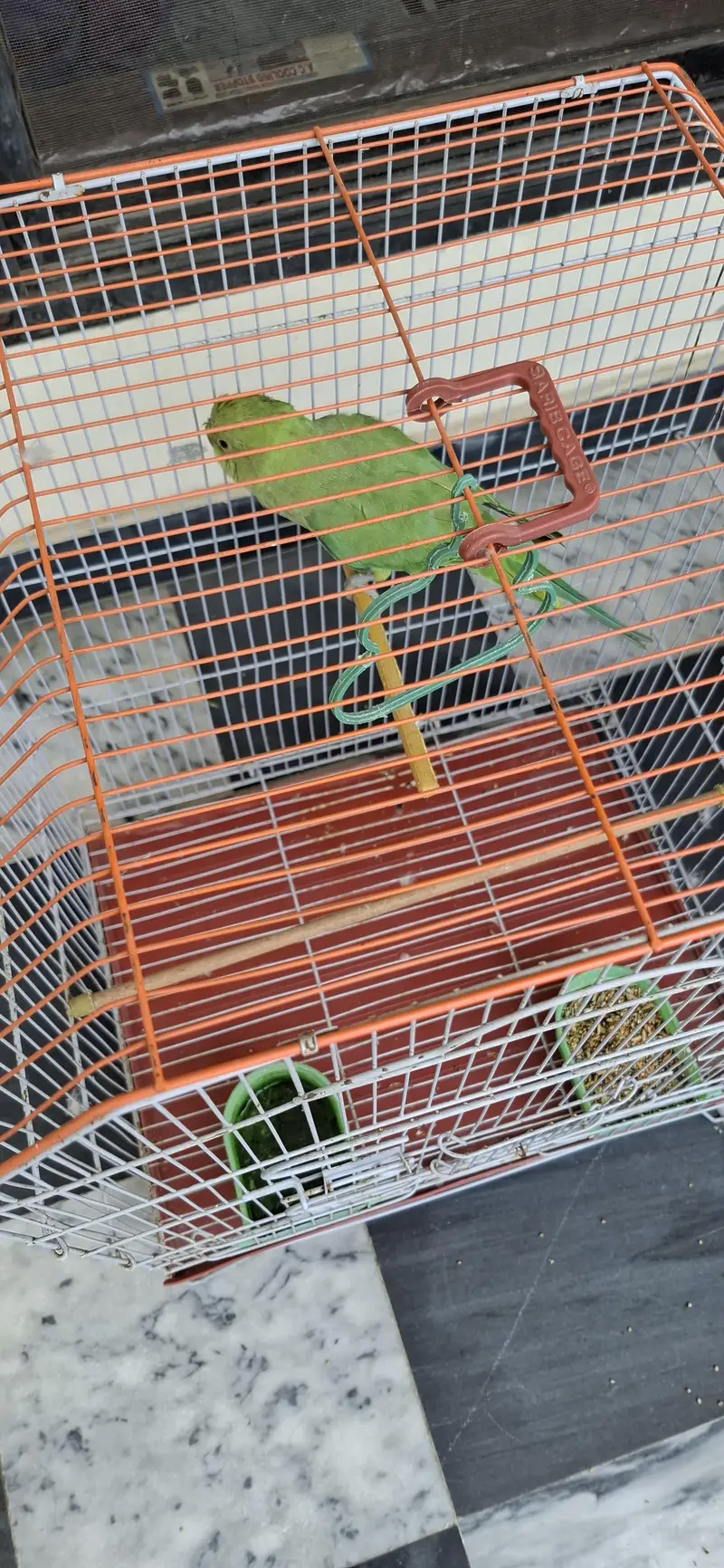 Parrot for sale with cage — photo 3