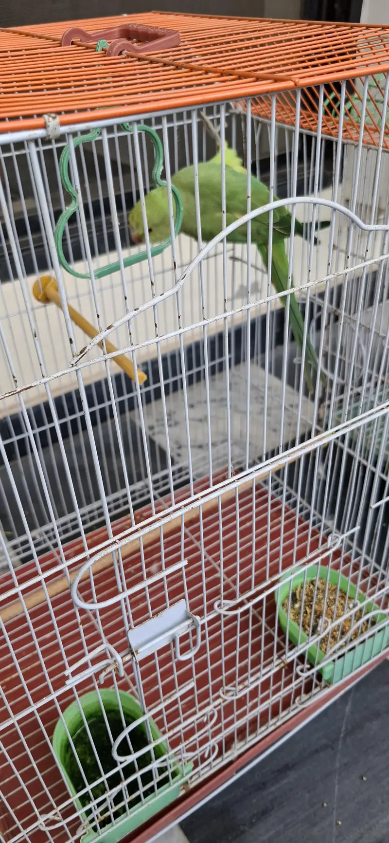 Parrot for sale with cage — photo 4