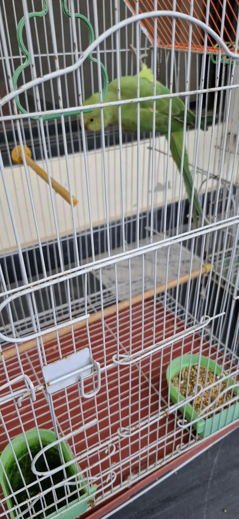 Parrot for sale with cage — photo 5
