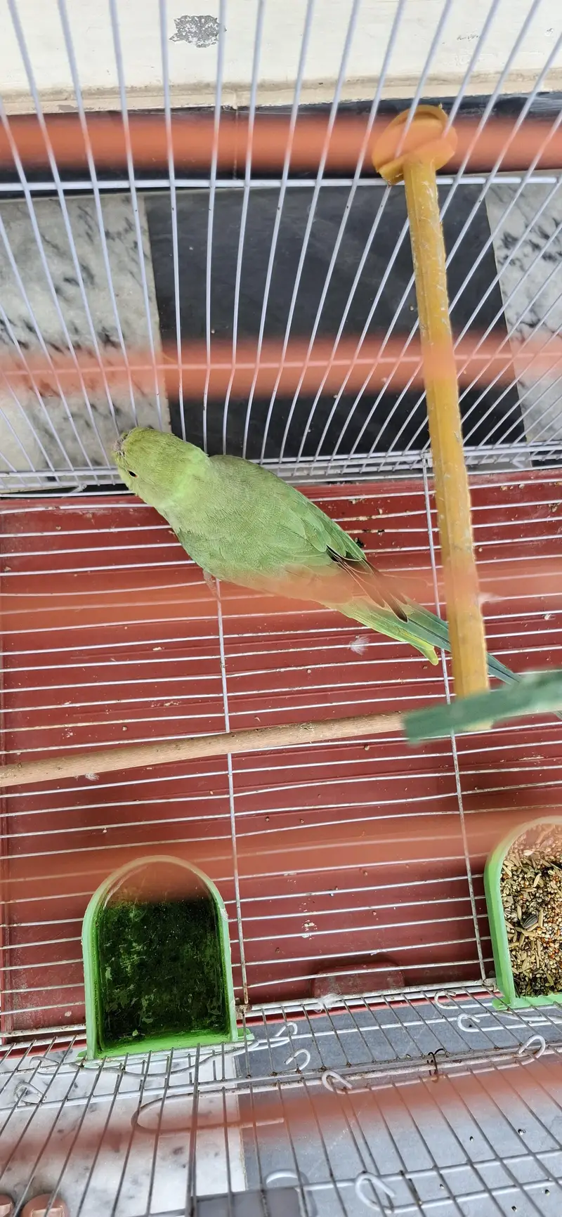 Parrot for sale with cage — photo 6
