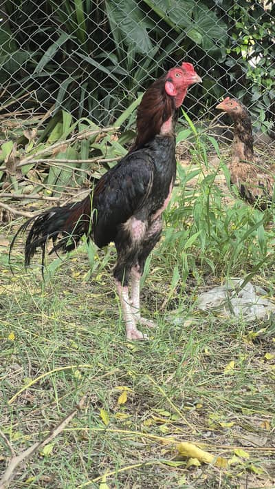 Male and female for sale