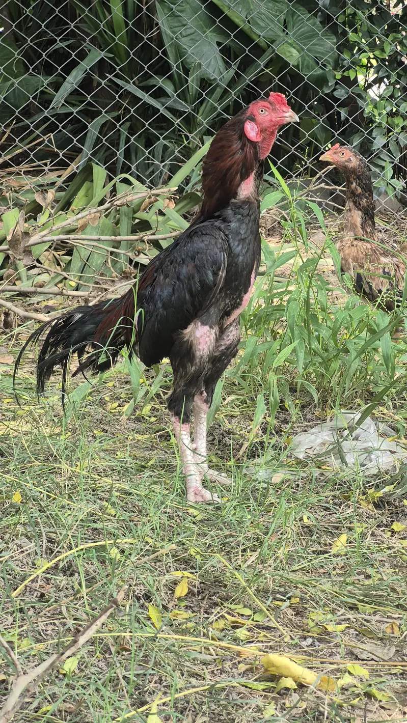 Male and female for sale