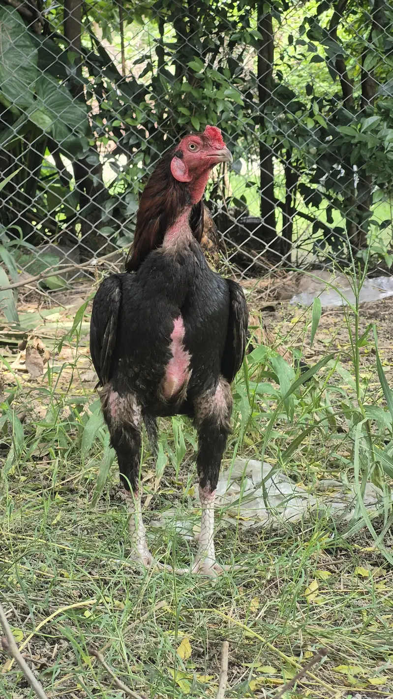 Male and female for sale — photo 2