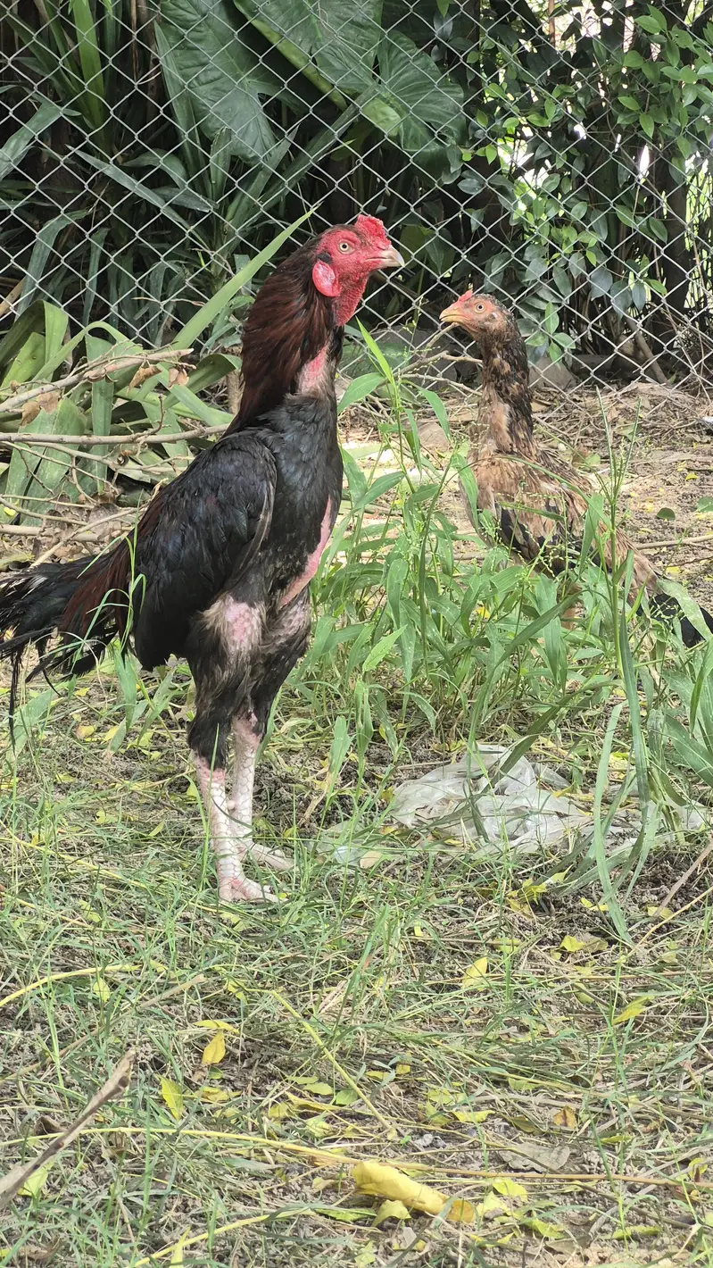 Male and female for sale — photo 3