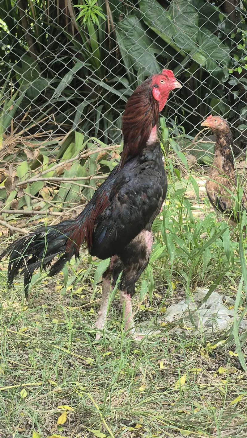 Male and female for sale — photo 4