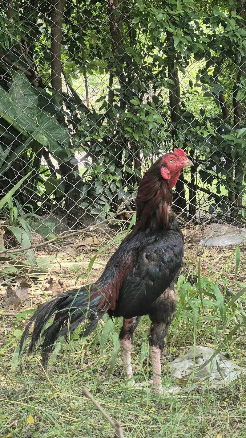 Male and female for sale — photo 5