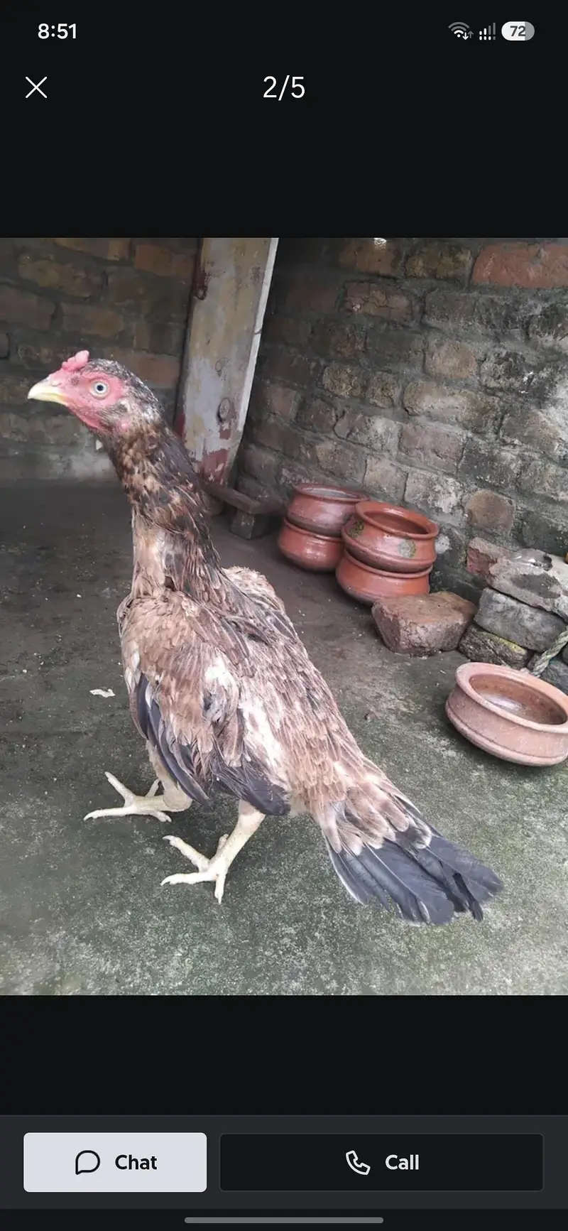 Male and female for sale — photo 6