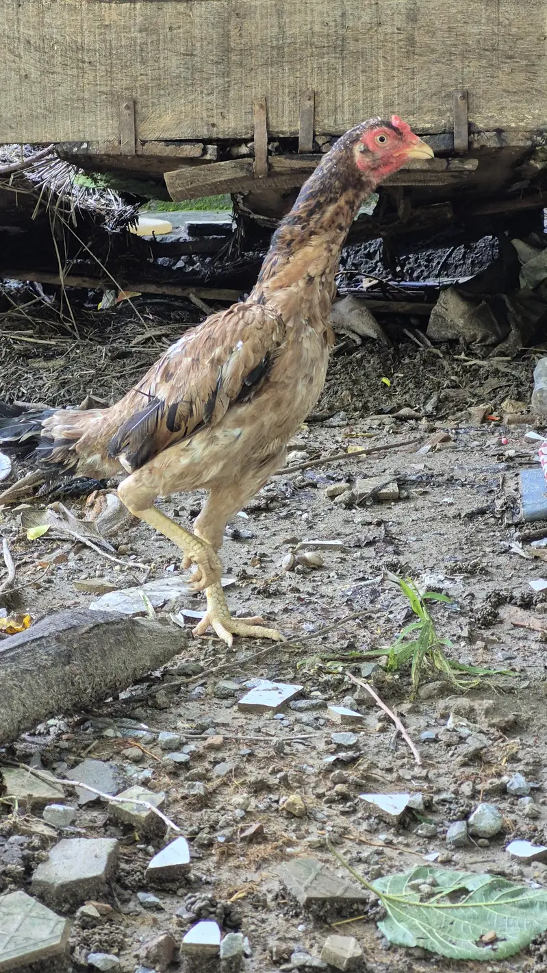 Male and female for sale — photo 7