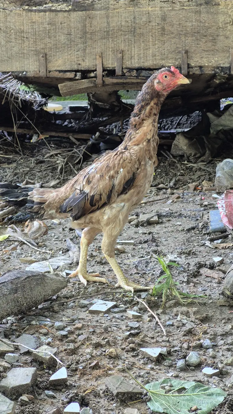 Male and female for sale — photo 8