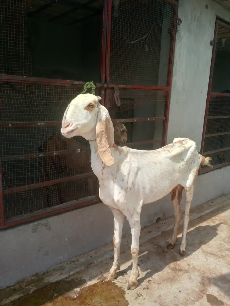 Makhi cheeni sth male kid — photo 2