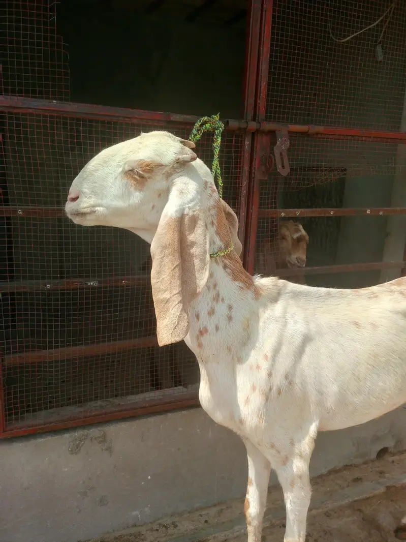 Makhi cheeni sth male kid — photo 3
