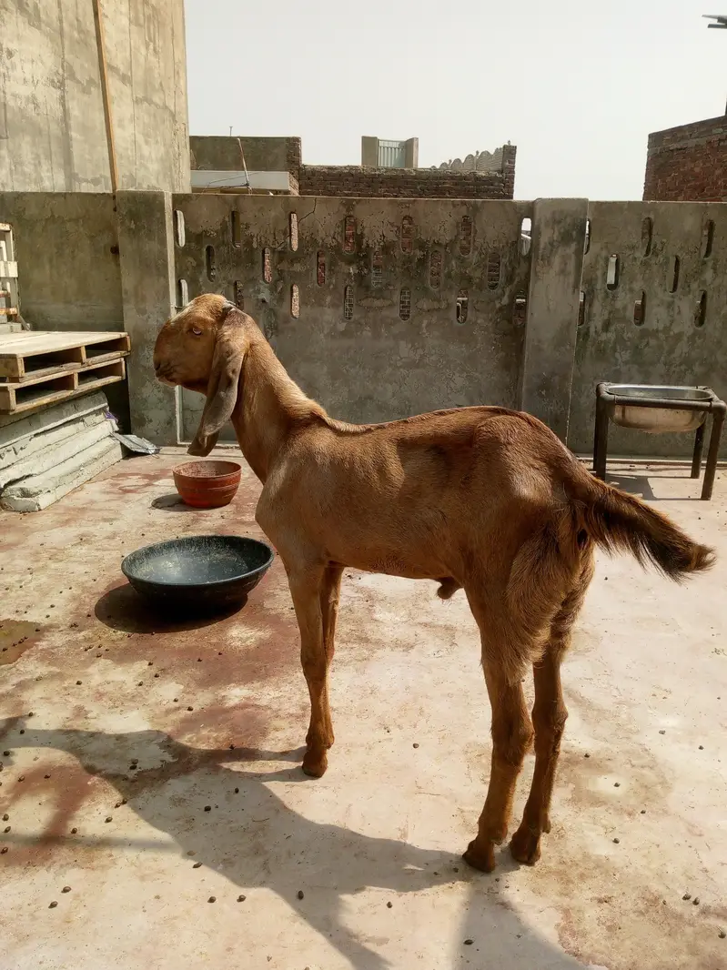 Makhi cheeni sth male kid — photo 4