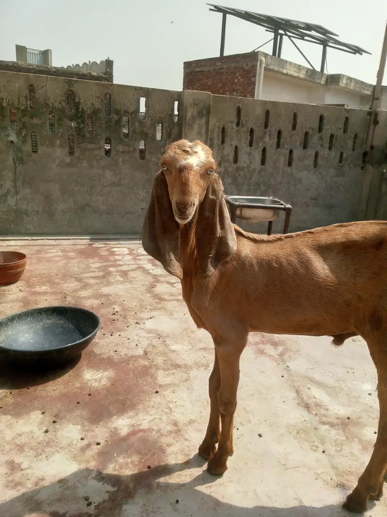 Makhi cheeni sth male kid — photo 5