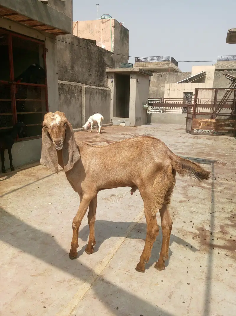 Makhi cheeni sth male kid — photo 6