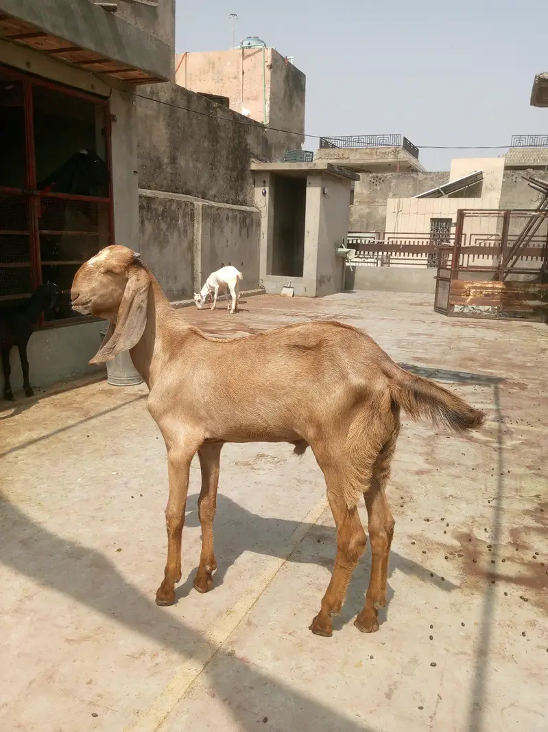 Makhi cheeni sth male kid — photo 7