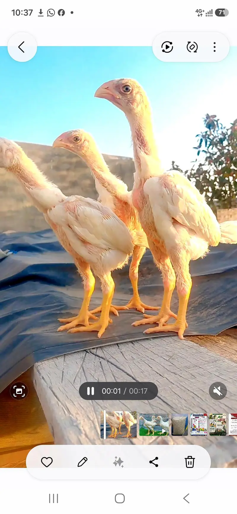 King O shamo chicks